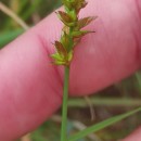 Carex cuprina (I. Sándor ex Heuff.) Nendtv. ex A. Kern.Carex cuprina (I. Sándor ex Heuff.) Nendtv. ex A. Kern.