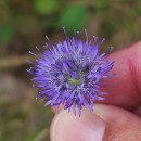 Jasione montana L.Jasione montana L.