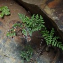 Oeosporangium hispanicum (Mett.) Fraser-Jenk. & PariyarOeosporangium hispanicum (Mett.) Fraser-Jenk. & Pariyar