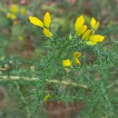 Ulex gallii Panch. subsp. breoganii (Castrov. & Valdés Berm.) Rivas Mart., T.E. Díaz, Fern. Prieto, Loidi & PenasUlex gallii Panch. subsp. breoganii (Castrov. & Valdés Berm.) Rivas Mart., T.E. Díaz, Fern. Prieto, Loidi & Penas
