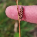 Carex binervis Sm.Carex binervis Sm.