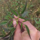 Bidens frondosa L.Bidens frondosa L.