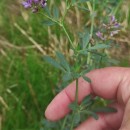 Medicago sativa L.Medicago sativa L.