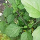 Solanum nigrum L.Solanum nigrum L.