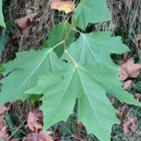 Platanus x acerifolia (Aiton) Willd.Platanus x acerifolia (Aiton) Willd.