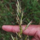 Helictochloa marginata (Lowe) Romero ZarcoHelictochloa marginata (Lowe) Romero Zarco