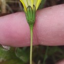 Leontodon saxatilis Lam.Leontodon saxatilis Lam.