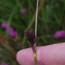 Schoenus nigricans L.Schoenus nigricans L.