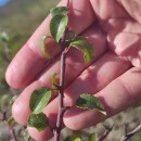 Pyrus cordata Desv.Pyrus cordata Desv.