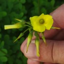 Oxalis pes-capraeOxalis pes-caprae L.