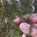 Erica erigena R. RossErica erigena R. Ross R.Ross