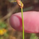 Eleocharis multicaulis (Sm.) Desv.Eleocharis multicaulis (Sm.) Desv.