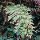 Osmunda regalis L.Osmunda regalis L.