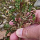 Genista tridentata L. subsp. cantabrica (Spach) NymanGenista tridentata L. subsp. cantabrica (Spach) Nyman