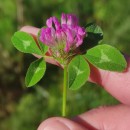 Trifolium pratense L.Trifolium pratense L.