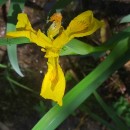 Iris pseudacorus L.Iris pseudacorus L.