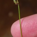 Isolepis cernua (Vahl) Roem. & Schult.Isolepis cernua (Vahl) Roem. & Schult.
