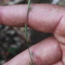 Molinia caerulea (L.) MoenchMolinia caerulea (L.) Moench