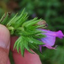 Echium plantagineum L.Echium plantagineum L.