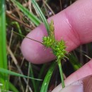 Carex demissa Hornem.Carex demissa Hornem.