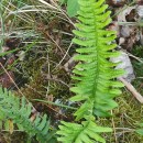 Polypodium interjectum ShivasPolypodium interjectum Shivas