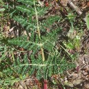 Thapsia minor Hoffmanns. & LinkThapsia minor Hoffmanns. & Link