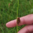 Juncus conglomeratus L.Juncus conglomeratus L.