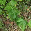 Platanus hispanica Ten. 
              Platanus x acerifolia (Aiton) Willd.