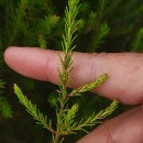 Erica erigena R. RossErica erigena R. Ross R.Ross