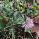 Trifolium pratense L.Trifolium pratense L.