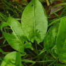 Rumex acetosa  L.Rumex acetosa L.