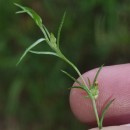 Logfia gallica (L.) Coss. & Germ.Logfia gallica (L.) Coss. & Germ.