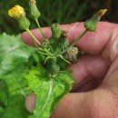 Sonchus oleraceus L.Sonchus oleraceus L.
