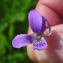 Viola riviniana Reichenb.Viola riviniana Reichenb.