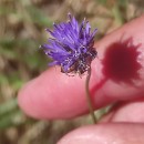 Jasione montana L.Jasione montana L.