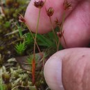 Juncus capitatus WeigelJuncus capitatus Weigel