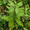 Lycopus europaeus L.Lycopus europaeus L.