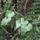 Dioscorea communis (L.) Caddick & WilkinDioscorea communis (L.) Caddick & Wilkin