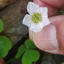 Oxalis acetosella L.Oxalis acetosella L.