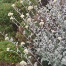 Helichrysum petiolare Hilliard & B.L. BurttHelichrysum petiolare Hilliard & B.L. Burtt