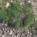 Agrostis curtisii KerguélenAgrostis curtisii Kerguélen