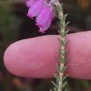 Erica tetralix L.Erica tetralix L.