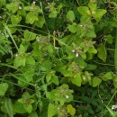 Stachys arvensis (L.) L.Stachys arvensis (L.) L.