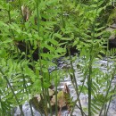 Osmunda regalis L.Osmunda regalis L.