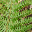 Polystichum setiferum (Forssk.) Woyn.Polystichum setiferum (Forssk.) Woyn.