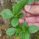Ligustrum ovalifolium Hassk.Ligustrum ovalifolium Hassk.