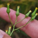 Senecio sylvaticus L.Senecio sylvaticus L.