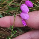 Daboecia cantabrica (Huds.) C. KochDaboecia cantabrica (Huds.) C. Koch