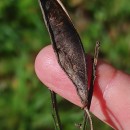 Cytisus scoparius (L.) LinkCytisus scoparius (L.) Link