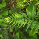 Asplenium onopteris L.Asplenium onopteris L.